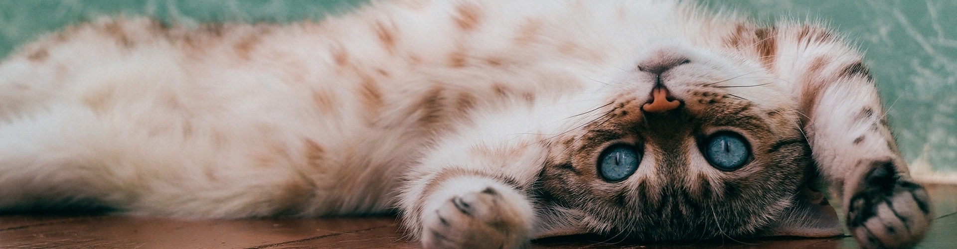 Gatti